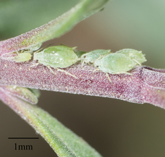 Aphis