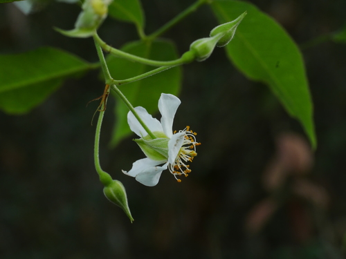 Image of Rosa cymosa by (c) Jacy Chen, some rights reserved (CC BY)