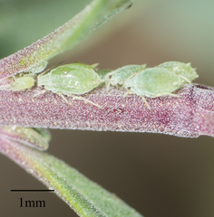 Aphis