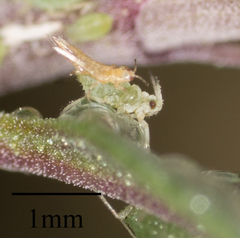Thysanoptera
