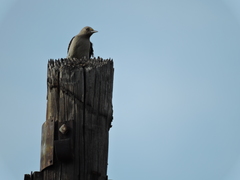 Melanerpes aurifrons