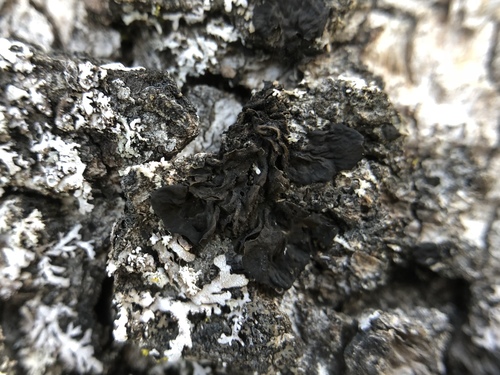 iNaturalist observation photo of Effervescent Tarpaper Lichen