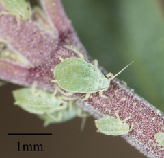 Aphis