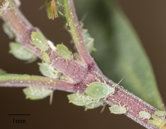 Aphis
