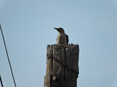 Melanerpes aurifrons