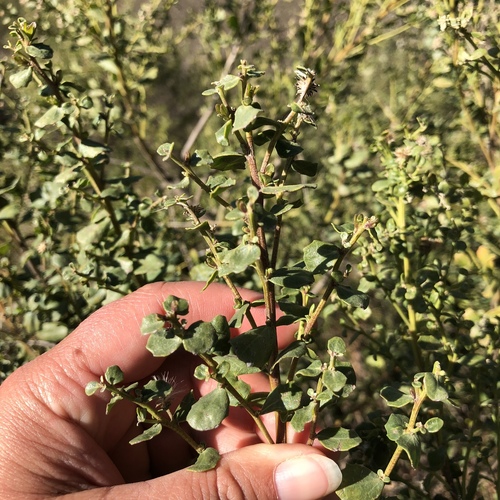 iNaturalist observation photo of coyote brush