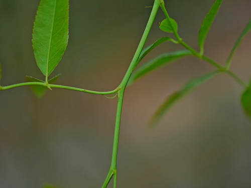 Image of Rosa cymosa by (c) Jacy Chen, some rights reserved (CC BY)