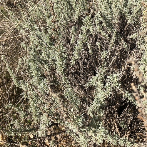 iNaturalist observation photo of California sagebrush