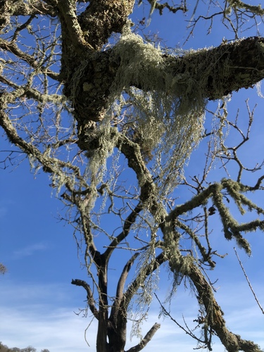 iNaturalist observation photo of lace lichen