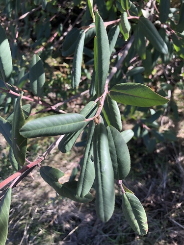 iNaturalist observation photo of coffeeberry
