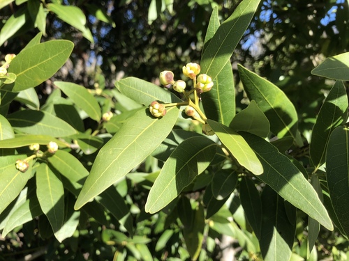 iNaturalist observation photo of California bay