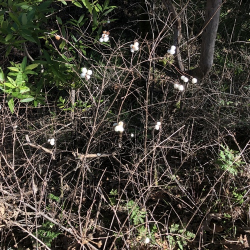 iNaturalist observation photo of Common Snowberry