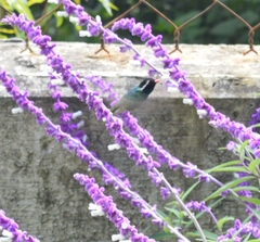 Basilinna leucotis