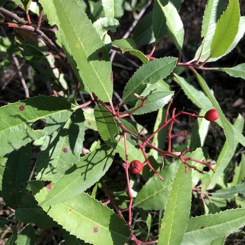 iNaturalist observation photo of Toyon