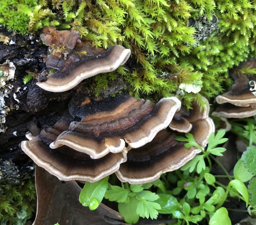 iNaturalist observation photo of turkey-tail