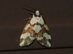 Thallarcha staurocola