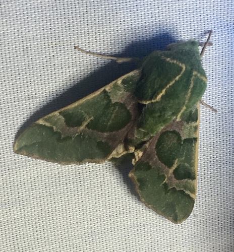 iNaturalist observation photo of Pacific Green Sphinx