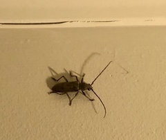 Brothylus gemmulatus