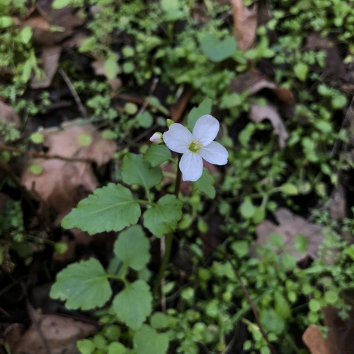 iNaturalist observation photo of milkmaids