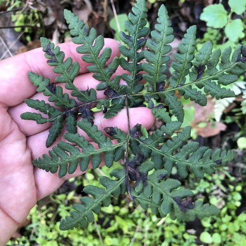iNaturalist observation photo of goldback fern