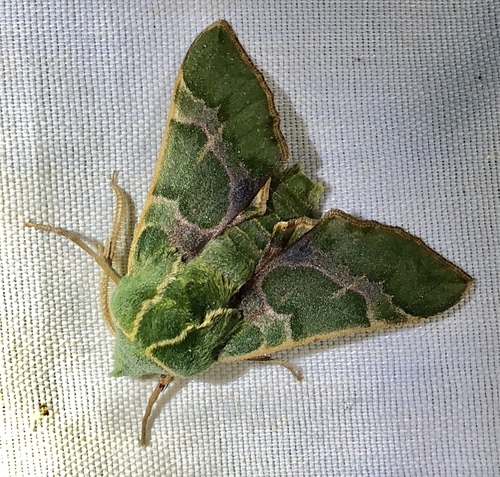 iNaturalist observation photo of Pacific Green Sphinx