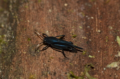 Ripipterygidae