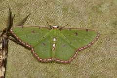 Lissochlora