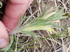 Castilleja sessiliflora