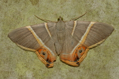 Opisthoxia hybridata