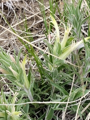Castilleja sessiliflora