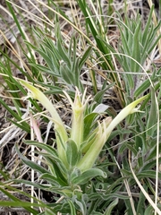 Castilleja sessiliflora