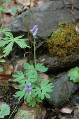 Corydalis pauciflora