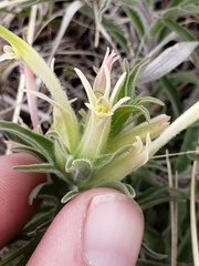Castilleja sessiliflora