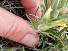 Castilleja sessiliflora