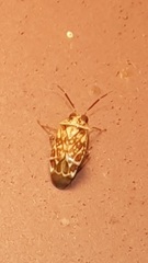 Monalocorisca maculata