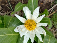 Wyethia helianthoides