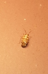 Monalocorisca maculata