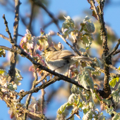 Phylloscopus ibericus