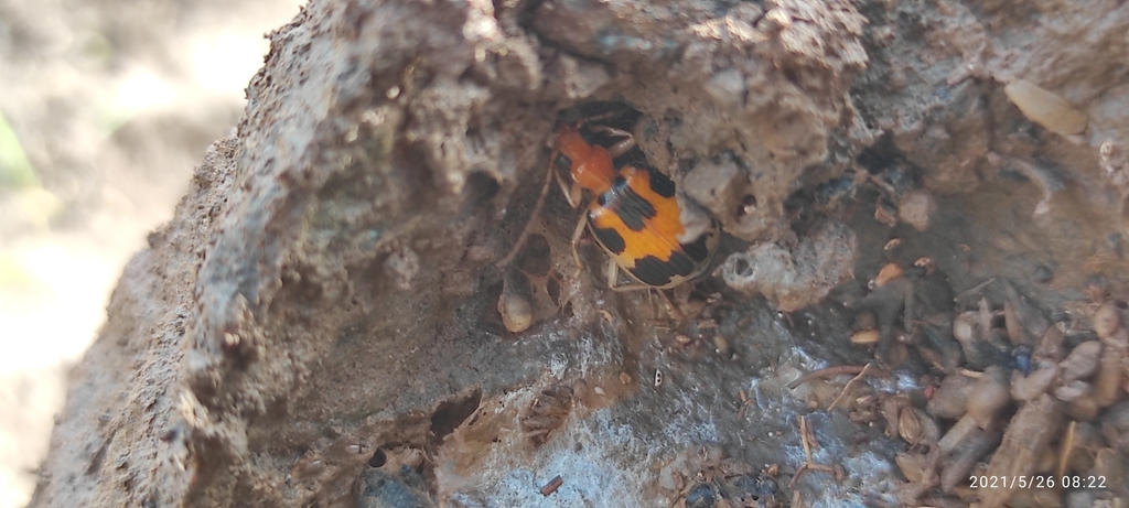 Brachinus pictus