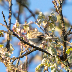 Phylloscopus ibericus