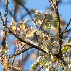 Phylloscopus ibericus