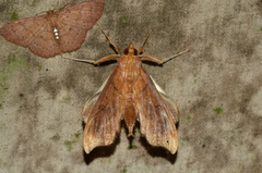 Spilomelini