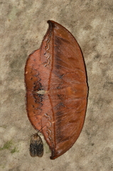 Oxytenis albilunulata