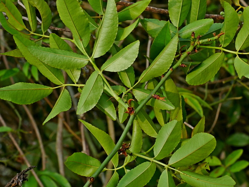 Image of Rosa cymosa by (c) Jacy Chen, some rights reserved (CC BY)