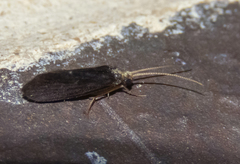 Nyctiophylax