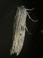 Capusa senilis