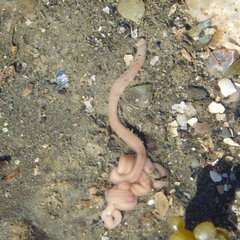 Baseodiscus delineatus