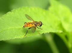 Mesembrius bengalensis