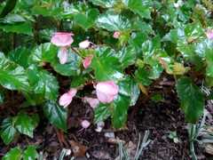 Begonia semperflorens-cultorum