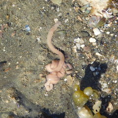 Baseodiscus delineatus